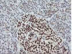 Bcl-xL Antibody (OTI4A9), Novus Biologicals 0.1mL; Unlabeled:Antibodies,
