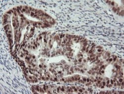 Bcl-xL Antibody (OTI4A9), Novus Biologicals 0.1mL; Unlabeled:Antibodies,