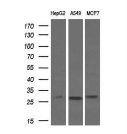 Bcl-xL Antibody (OTI4A9), Novus Biologicals 0.1mL; Unlabeled:Antibodies,