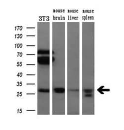 Bcl-xL Antibody (OTI4A9), Novus Biologicals 0.1mL; Unlabeled:Antibodies,