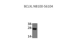 Bcl-xL Antibody, Novus Biologicals 0.025mL; Unlabeled:Antibodies, Polyclonal