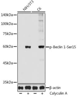 Beclin 1 Rabbit anti-Human, Mouse, Rat, Polyclonal, Novus Biologicals:Antibodies:Primary