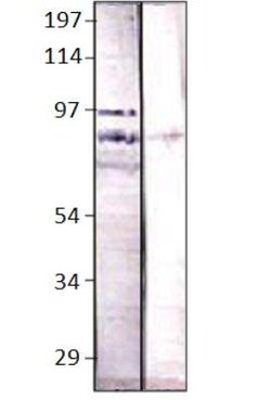 Bestrophin 4 Antibody, Novus Biologicals 100 &mu;g; Unconjugated:Antibodies,