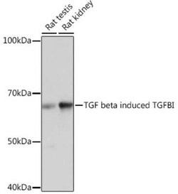 Beta Ig-h3/TGFBI Rabbit anti-Human, Mouse, Rat, Clone: 7Q5O9, Novus Biologicals
