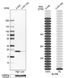 Biliverdin Reductase B/BLVRB Antibody, Novus Biologicals:Antibodies:Primary