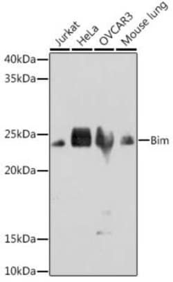 Bim Rabbit anti-Human, Mouse, Rat, Clone: 3R0T2, Novus Biologicals:Antibodies:Primary