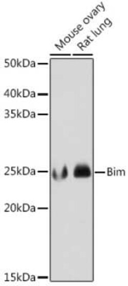 Bim Rabbit anti-Human, Mouse, Rat, Clone: 3R0T2, Novus Biologicals:Antibodies:Primary