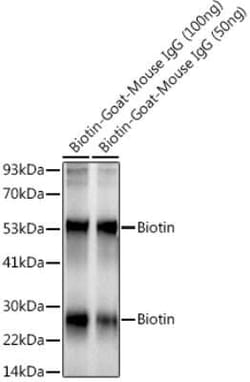 Biotin Rabbit, Clone: 7H10R8, Novus Biologicals 20 &mu;g | Buy Online | Novus Biologicals | Fisher Scientific