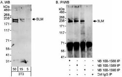 Blooms Syndrome Protein Blm Antibody, Novus Biologicals 0.1mL; Unlabeled:Antibodies,
