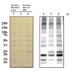 Blue Marker Antibody (6F4-F6) - BSA Free, Novus Biologicals 0.025mL; Unlabeled:Antibodies,