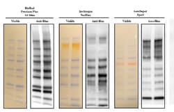 Blue Marker Antibody (6F4-F6) - BSA Free, Novus Biologicals 0.025mL; Unlabeled:Antibodies,