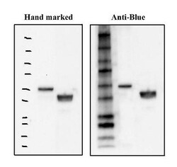 Blue Marker Antibody (6F4-F6) - BSA Free, Novus Biologicals 0.025mL; Unlabeled:Antibodies,