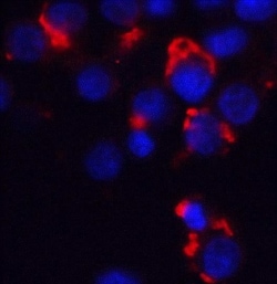 Bmf Antibody - BSA Free, Novus Biologicals 0.1mg; Unlabeled:Antibodies,