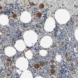 Bmf Antibody, Novus Biologicals 0.1mL; Unlabeled:Antibodies, Polyclonal