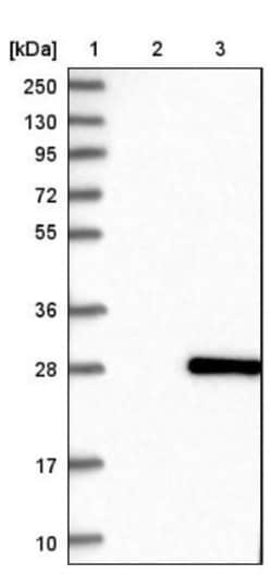 Bmf Antibody, Novus Biologicals 0.1mL; Unlabeled:Antibodies, Polyclonal
