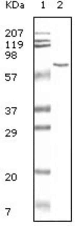 Bovine Serum Albumin Antibody (3G3A2), Novus Biologicals 0.1mL; Unlabeled:Antibodies,