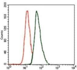 Brachyury Antibody (6C12) - BSA Free, Novus Biologicals 0.1mL; Unlabeled:Antibodies,