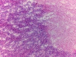 Novus Biologicals Brain Cerebellum Tissue Slides (Adult Normal Left)- Frozen 5 Slides | Buy Online | Novus Biologicals&trade; | Fisher Scientific