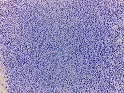 Novus Biologicals&trade;&nbsp;Brain Cerebellum Tissue Slides (Adult Normal Right)- Paraffin