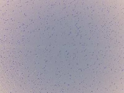 Novus Biologicals Brain Cerebral Cortex Tissue Slides (Adult Normal)- Paraffin 5 Objektträger | Buy Online | Novus Biologicals&trade; | Fisher Scientific