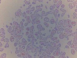 Novus Biologicals Brain Choroid Plexus Tissue Slides (Adult Normal)- Paraffin 5 Slides | Buy Online | Novus Biologicals&trade; | Fisher Scientific