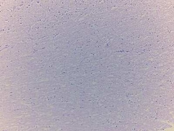 Novus Biologicals Brain Pons Tissue Slides (Adult Normal)- Paraffin 5 Slides | Buy Online | Novus Biologicals&trade; | Fisher Scientific