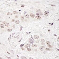 Breast carcinoma amplified sequence 3 Antibody, Novus Biologicals 0.1mL;