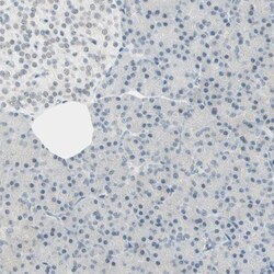 Brevican Antibody, Novus Biologicals:Antibodies:Primary Antibodies