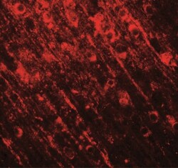 Brg1 Antibody - BSA Free, Novus Biologicals:Antibodies:Primary Antibodies