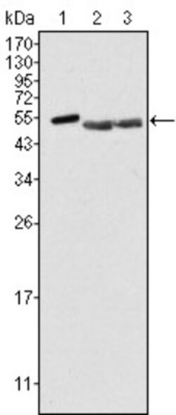 Brk Antibody (2H12B8), Novus Biologicals 0.025 mL, Unconjugated:Antibodies,