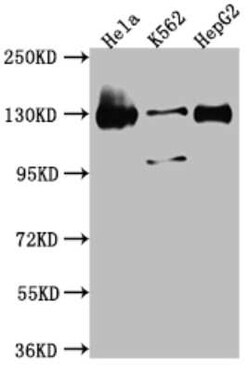Bub1 Antibody (9C11), Novus Biologicals 100 &mu;g; Unconjugated:Antibodies,