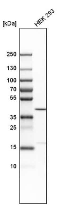 Bub3 Antibody, Novus Biologicals:Antibodies:Primary Antibodies