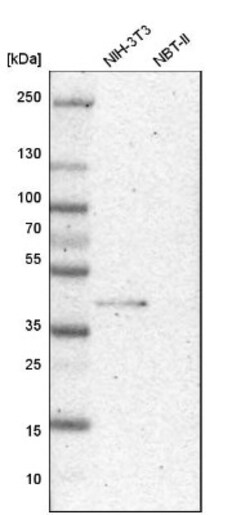 Bub3 Antibody, Novus Biologicals:Antibodies:Primary Antibodies
