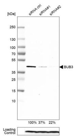 Bub3 Antibody, Novus Biologicals:Antibodies:Primary Antibodies