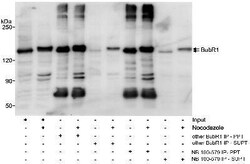 BubR1 Antibody, Novus Biologicals 0.1mg; Unlabeled:Antibodies, Polyclonal