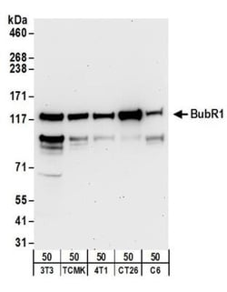 BubR1 Antibody, Novus Biologicals 0.1mg; Unlabeled:Antibodies, Polyclonal