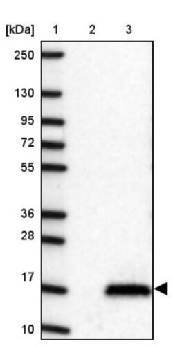 LRMDA Antibody, Novus Biologicals 25ul | Buy Online | Novus Biologicals | Fisher Scientific