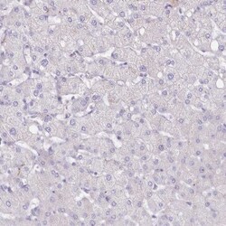 FAM241B Antibody, Novus Biologicals 25 &mu;L; Unlabeled:Antibodies, Polyclonal