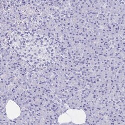C10orf53 Antibody, Novus Biologicals 0.1 mL | Buy Online | Novus Biologicals | Fisher Scientific