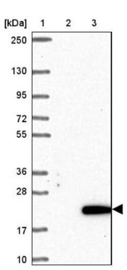 C10orf53 Antibody, Novus Biologicals 0.1 mL | Buy Online | Novus Biologicals | Fisher Scientific