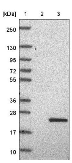 C10orf55 Antibody, Novus Biologicals 25 &mu;L; Unlabeled:Antibodies, Polyclonal