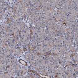 C10orf88 Antibody, Novus Biologicals 25 &mu;L; Unlabeled:Antibodies, Polyclonal