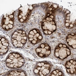 GPR15L Antibody, Novus Biologicals:Antibodies:Primary Antibodies
