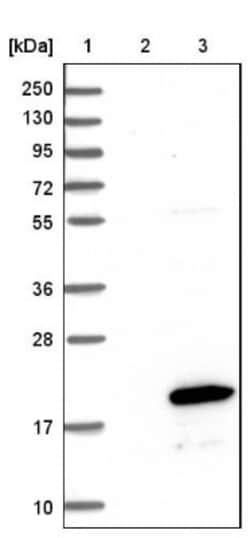 C11orf45 Antibody, Novus Biologicals:Antibodies:Primary Antibodies