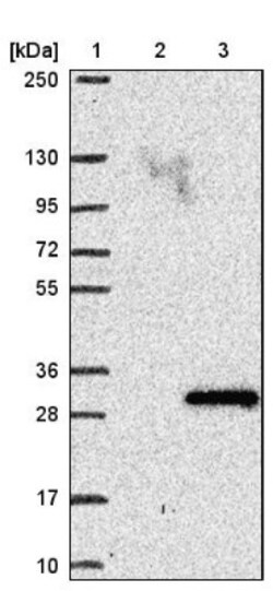 ANAPC15 Antibody, Novus Biologicals 25 &mu;L; Unlabeled:Antibodies, Polyclonal