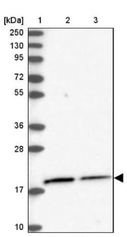 NKAPD1 Antibody, Novus Biologicals:Antibodies:Primary Antibodies