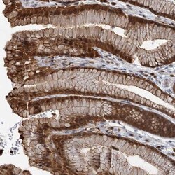 SPINDOC Antibody, Novus Biologicals 0.1 mL | Buy Online | Novus Biologicals | Fisher Scientific