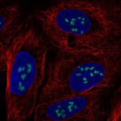 MYRFL Antibody, Novus Biologicals 0.1mL; Unlabeled:Antibodies, Polyclonal