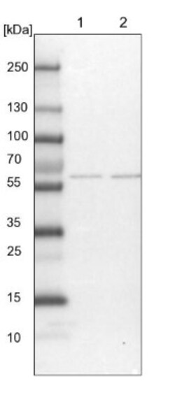 C12orf4 Antibody, Novus Biologicals 25 &mu;L; Unlabeled:Antibodies, Polyclonal