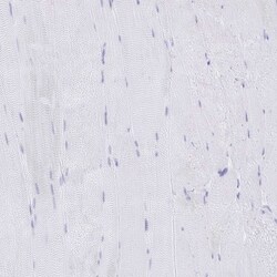 C12orf56 Antibody, Novus Biologicals 0.1mL; Unlabeled:Antibodies, Polyclonal